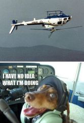 Love this Dog! 'I have no idea what I'm doing...'